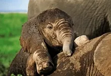animals elephants 2048x1362 wallpaper Art HD Wallpaper